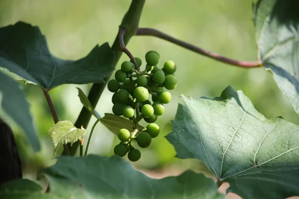 Uvas Verdes Inmaduras Luz Del Sol Sobre Vino Jardín — Foto de Stock