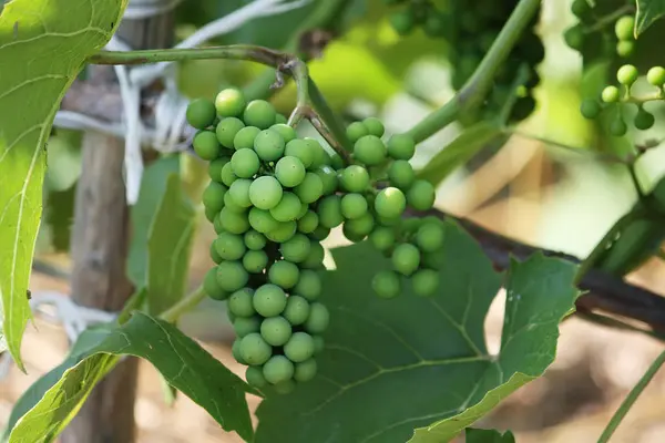 Uvas Verdes Inmaduras Luz Del Sol Sobre Vino Jardín — Foto de Stock