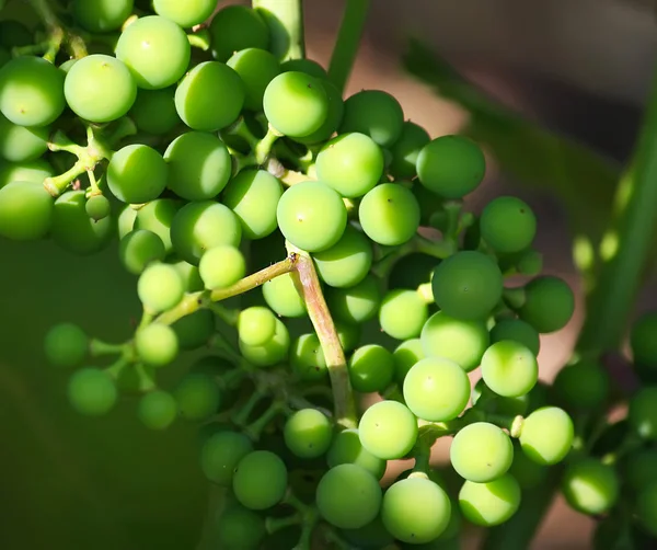 Uvas Verdes Inmaduras Luz Del Sol Sobre Vino Jardín — Foto de Stock