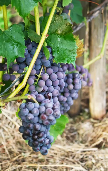 Dojrzałe Winogrona Winie Rosnącym Ogrodzie — Zdjęcie stockowe
