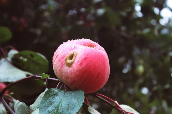 Dojrzałe jabłka na drzewie — Zdjęcie stockowe