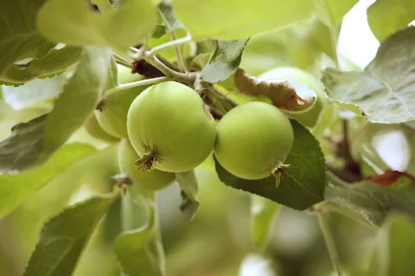 Спелые яблоки на дереве — стоковое фото