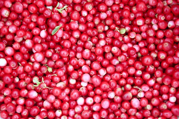 Красная спелая ягода — стоковое фото