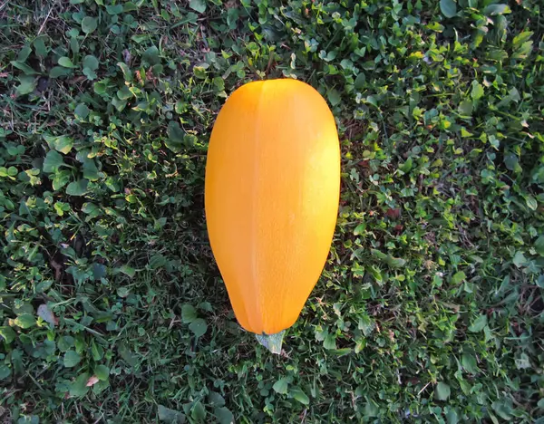 Grande Tutano Vegetal Amarelo Fundo Grama Verde — Fotografia de Stock