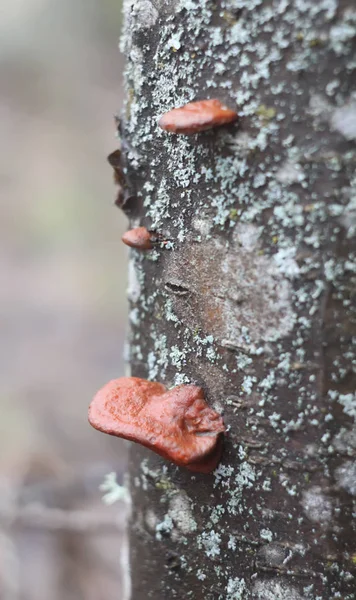 Funghi Dell Albero Sul Tronco Nella Foresta Invernale — Foto Stock