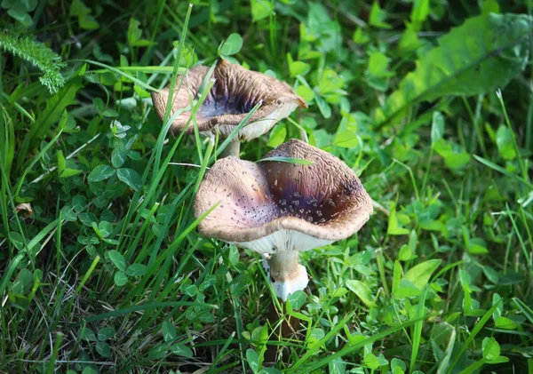 Mushrooms Growing Grass Forest — 스톡 사진