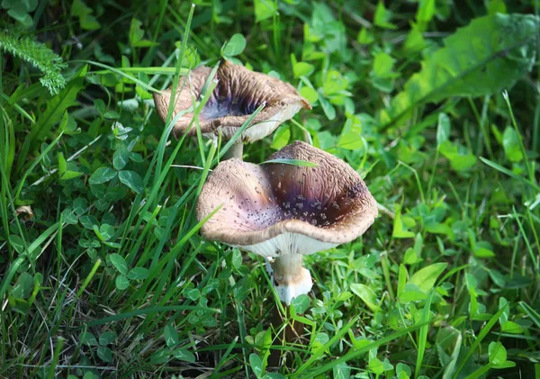 Champiñones Creciendo Una Hierba Bosque — Foto de Stock