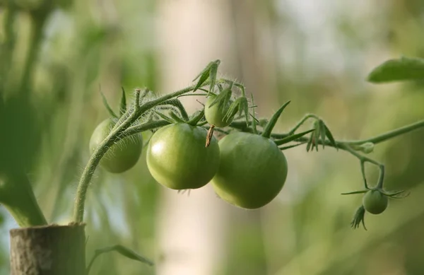 Pomodori Acerbi Che Crescono Serra — Foto Stock