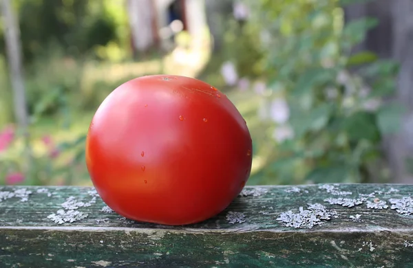 Frische Reife Rote Tomate Auf Einem Holztisch Sommer Natur Hintergrund — Stockfoto