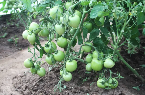 Pomodori Che Crescono Nella Serra — Foto Stock
