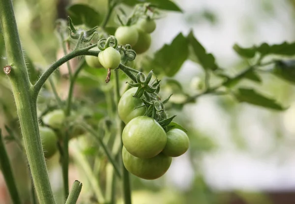 Pomodori Che Crescono Nella Serra — Foto Stock