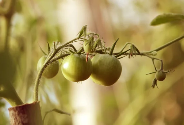 Pomodori Che Crescono Nella Serra — Foto Stock