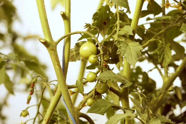 Pomodori Che Crescono Nella Serra — Foto Stock