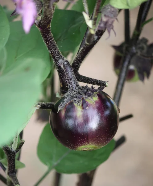 温室里种植的茄子 — 图库照片