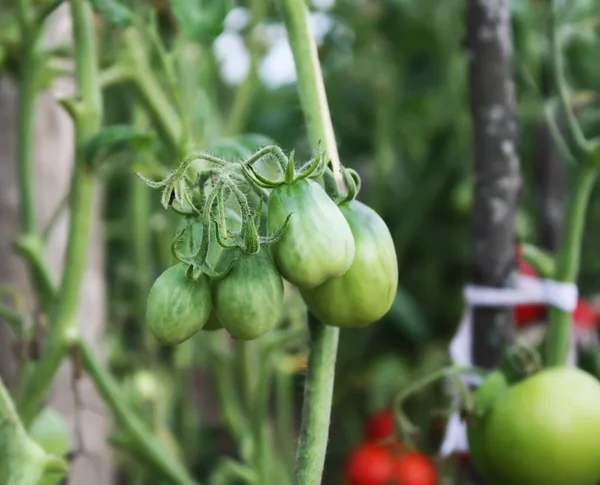 Pomodori Che Crescono Nella Serra — Foto Stock