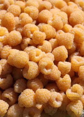 Taze olgun sarı ahududu yaz hasadı. Yaklaş.