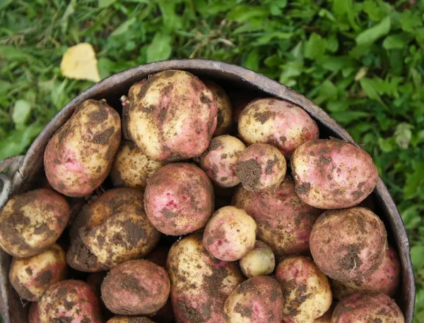 Patatas Frescas Cubo Campo Rural — Foto de Stock