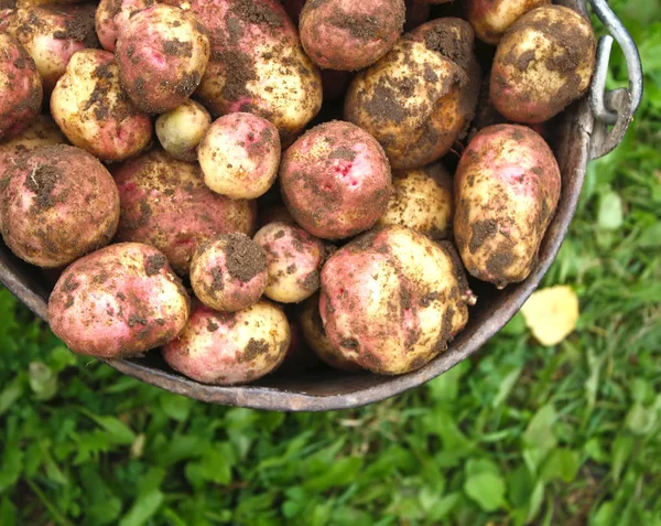 Patatas Frescas Cubo Campo Rural — Foto de Stock