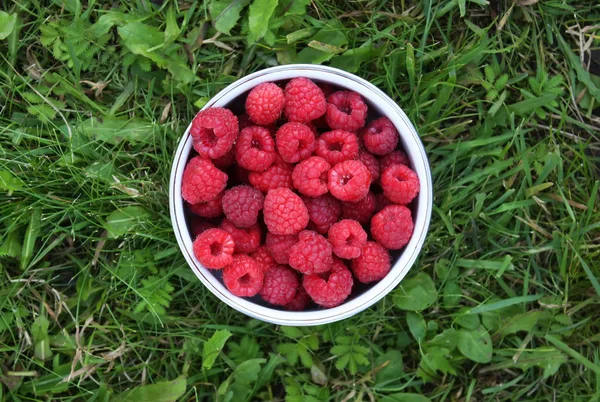 Färska Mogna Hallon Sommarskörd Närbild — Stockfoto