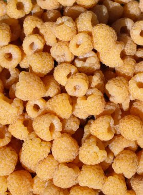 Olgun sarı ahududu güneş ışığında