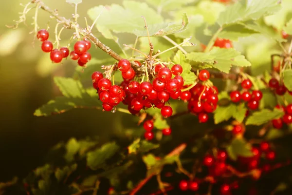 Red Ripe Currants Summer Garden — Stock Photo, Image