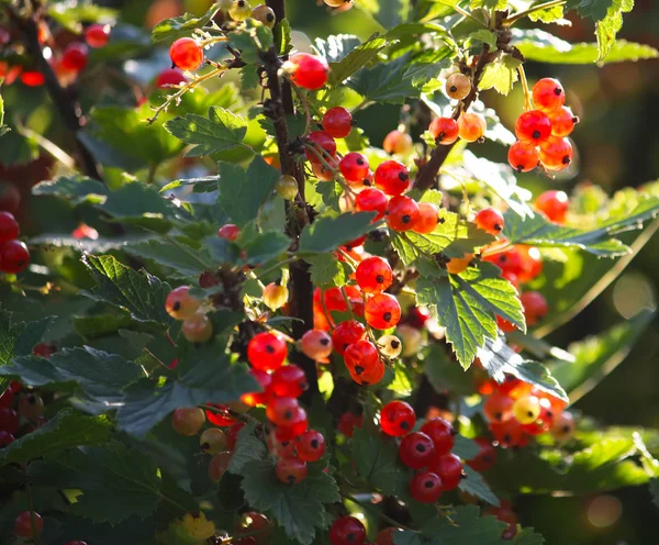 Röda Mogna Vinbär Sommarträdgården — Stockfoto