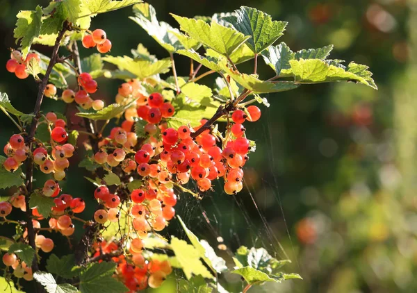 Röda Mogna Vinbär Sommarträdgården — Stockfoto