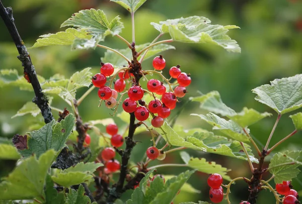 Röda Mogna Vinbär Sommarträdgården — Stockfoto