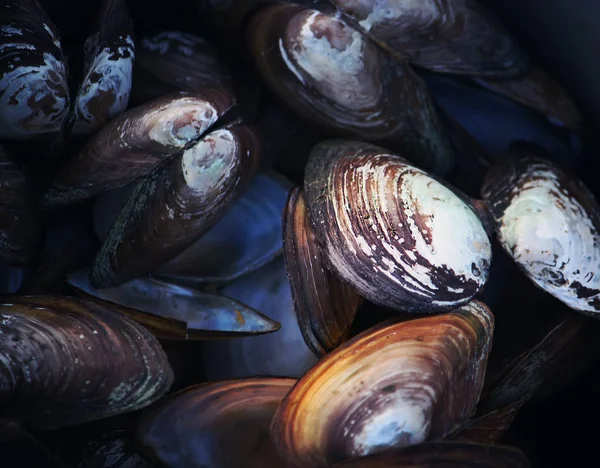 Mussels close up — Stock Photo, Image