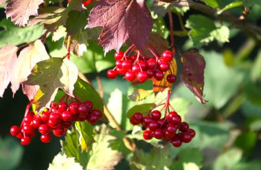 Viburnum tree with ripe red berries on the branches