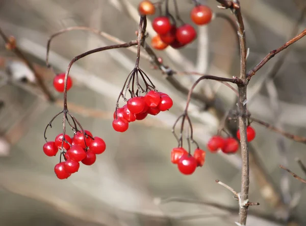 Viburnum Avec Des Baies Rouges Mûres Sur Les Branches — Photo