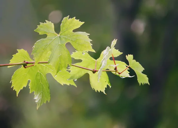 Green Vine Sunlight — Stock Photo, Image