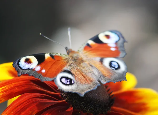 Mariposa en verano — Foto de Stock