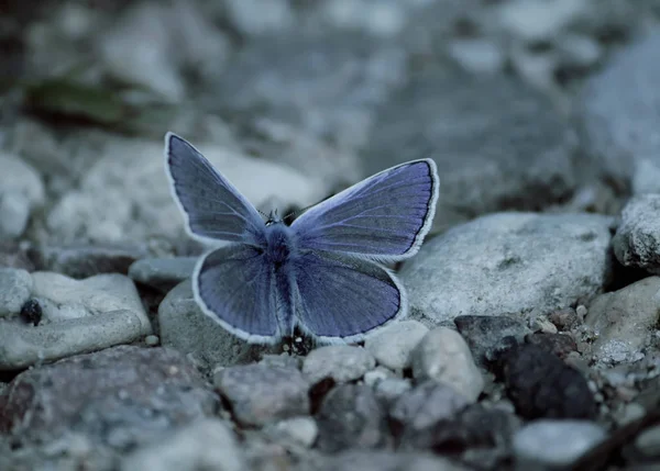 Petit Papillon Assis Sur Route Dans Parc Été — Photo