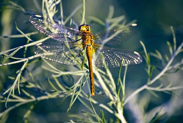 Libelle Mit Transparenten Flügeln Sitzt Gras — Stockfoto