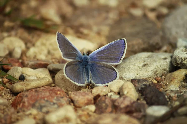 Petit Papillon Assis Sur Route Dans Parc Été — Photo