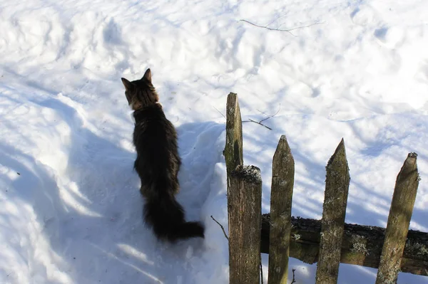 Černá Bílá Kočka Sedí Sněhu — Stock fotografie
