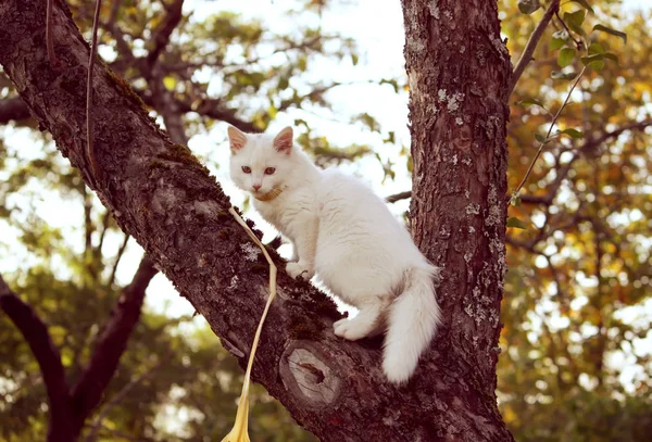 Vit Fluffig Katt Trädstam Höstträdgården — Stockfoto
