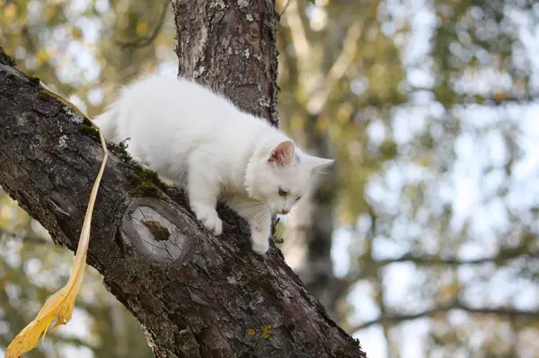 Chat Blanc Moelleux Sur Tronc Arbre Dans Jardin Automne — Photo