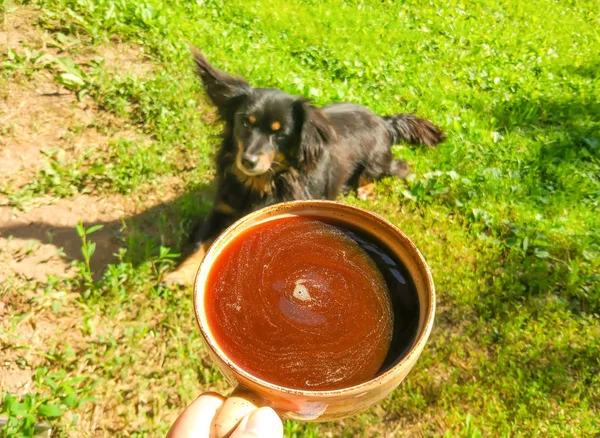 Una Taza Café Una Mano Con Perro Fondo Naturaleza Verano — Foto de Stock