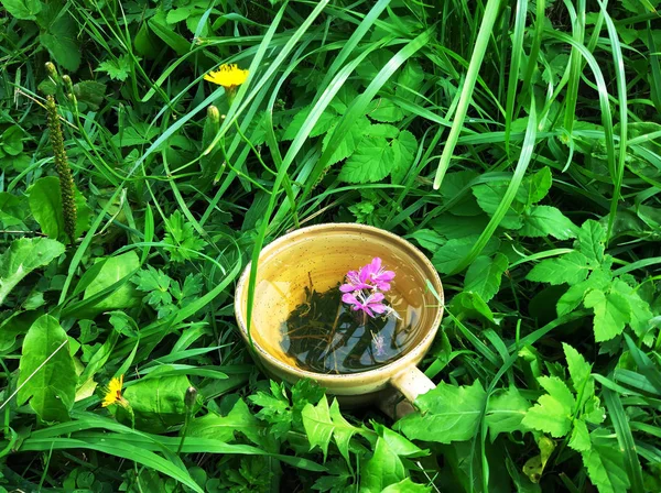 Natural Hierbas Con Hierbas Medicinales Flores Púrpuras Frescas Hojas Taza — Foto de Stock