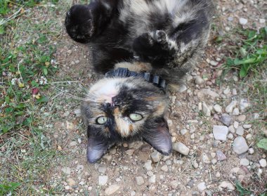 Doğada yeşil gözlü kedinin portresi