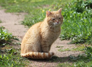 Doğada yeşil gözlü kedinin portresi
