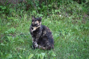 Doğada yeşil gözlü kedinin portresi
