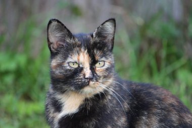 Doğada yeşil gözlü kedinin portresi