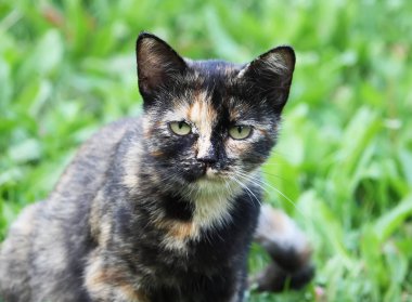 komik genç kedi