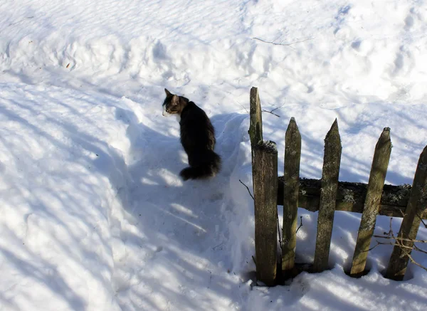 Musta Valkoinen Kissa Istuu Lumessa — kuvapankkivalokuva