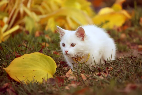 Gato Blanco Esponjoso Jardín Otoño —  Fotos de Stock