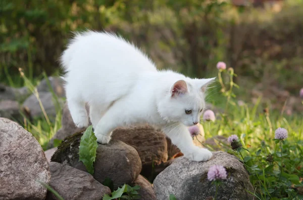 Vit Fluffig Katt Höstträdgården — Stockfoto