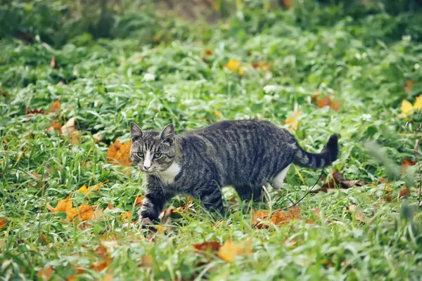 Grau Gestreifte Katze Auf Dem Grünen Rasen Herbstpark — Stockfoto